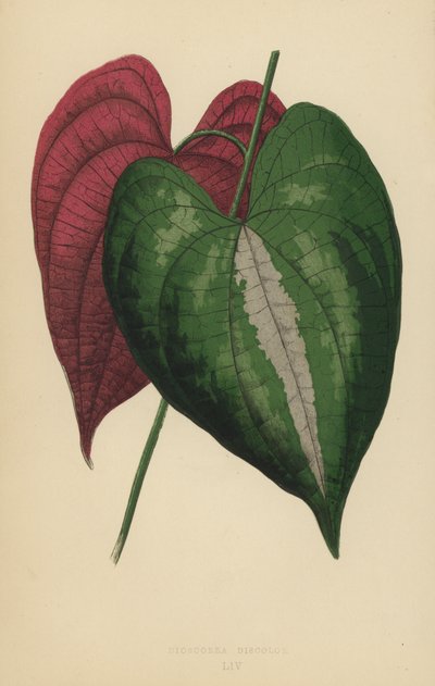 Dioscorea Discolor von English School